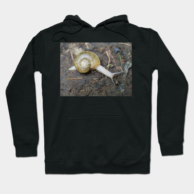 Haplotrema vancouverense snail Hoodie by SDym Photography